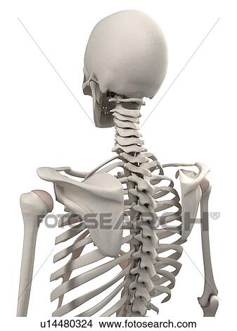 Picture - Skeleton, computer artwork.. Fotosearch