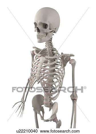 Stock Image - Skeleton, computer artwork.. Fotosearch