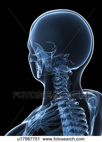 Skull and neck, computer artwork. View Large Photo Image Stock Image - Skull and neck, computer artwork.. Fotosearch