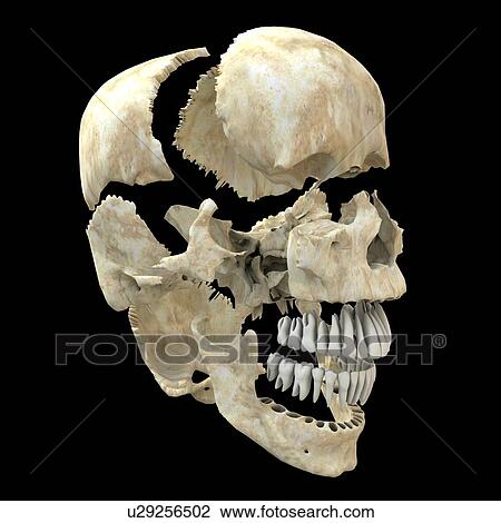 Stock Image - Skull. Computer artwork of a view of a disarticulated human skull. An adult skull is normally made up of 22 bones and can be subdivided into two parts: the cranium and the mandible (lower jaw bone). The bones of the cranium are joined together by sutures . Fotosearch