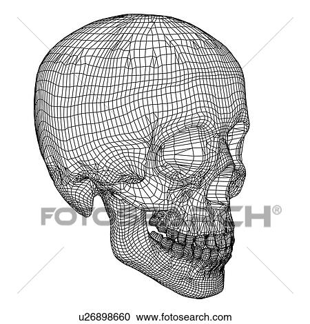 Skull. Computer artwork of a wireframe view of a human skull. View Large Photo Image Stock Image - Skull. Computer artwork of a wireframe view of a human skull.. Fotosearch