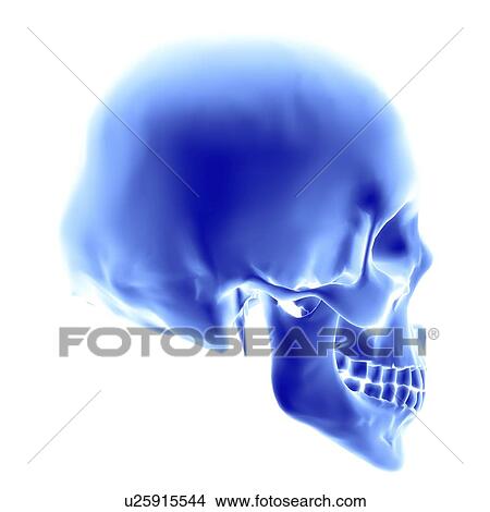 Skull. Computer artwork of an opaque view of a human skull. An adult skull is normally made up of 22 bones and can be subdivided into two parts: the cranium and the mandible (lower jaw bone). The bones of the cranium are joined together by sutures to form View Large Photo Image Picture - Skull. Computer artwork of an opaque view of a human skull. An adult skull is normally made up of 22 bones and can be subdivided into two parts: the cranium and the mandible (lower jaw bone). The bones of the cranium are joined together by sutures to form. Fotosearch