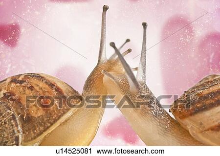 Snail love (or slow love) - close up of the heads of snails showing affection to each other View Large Photo Image Stock Image - Snail love (or slow love) - close up of the heads of snails showing affection to each other. Fotosearch