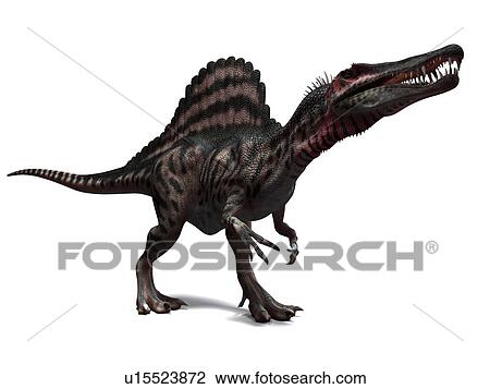 Spinosaurus dinosaur, computer artwork. This dinosaur lived 95 to 80 million years ago during the Late Cretaceous period. View Large Photo Image Stock Image - Spinosaurus dinosaur, computer artwork. This dinosaur lived 95 to 80 million years ago during the Late Cretaceous period.. Fotosearch