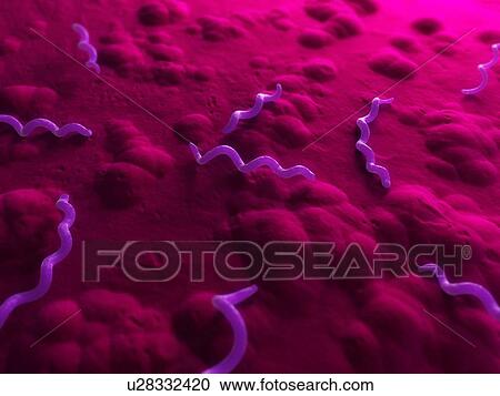 Stock Image - Spirillum bacteria, computer artwork.. Fotosearch