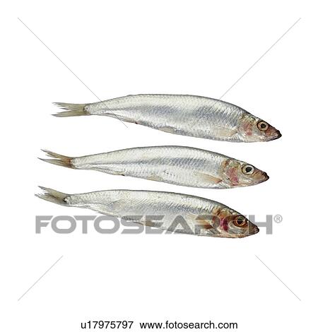 Sprats. View Large Photo Image Stock Photo - Sprats.. Fotosearch