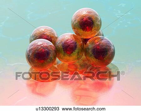 Stem cells, conceptual computer artwork. View Large Photo Image Stock Image - Stem cells, conceptual computer artwork.. Fotosearch