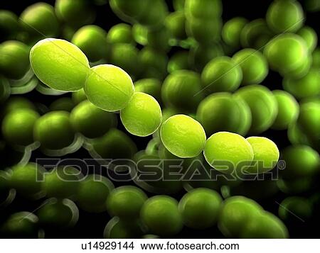 Streptococcus bacteria, computer artwork. View Large Photo Image Picture - Streptococcus bacteria, computer artwork.. Fotosearch