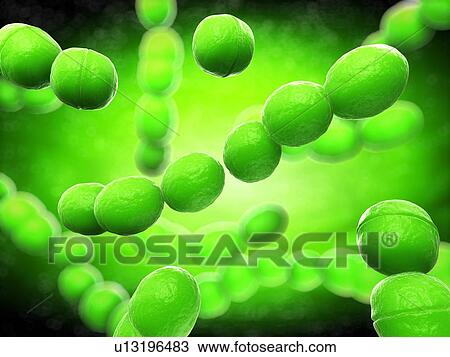 Streptococcus bacteria, computer artwork. View Large Photo Image Stock Image - Streptococcus bacteria, computer artwork.. Fotosearch