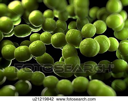 Streptococcus bacteria, computer artwork. View Large Photo Image Stock Image - Streptococcus bacteria, computer artwork.. Fotosearch