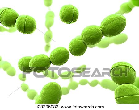 Streptococcus bacteria, computer artwork. View Large Photo Image Stock Image - Streptococcus bacteria, computer artwork.. Fotosearch