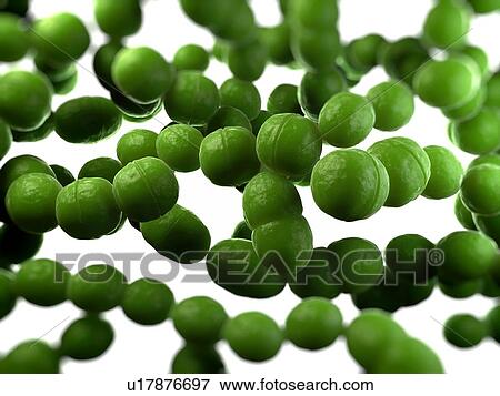 Streptococcus bacteria, computer artwork. View Large Photo Image Stock Photo - Streptococcus bacteria, computer artwork.. Fotosearch