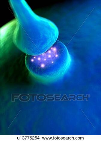 Picture - Synapse, computer artwork.. Fotosearch