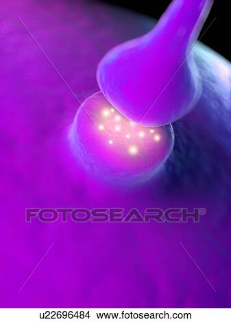 Picture - Synapse, computer artwork.. Fotosearch