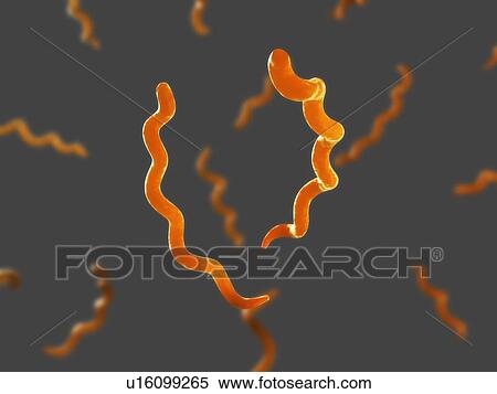 Stock Photography - Syphilis bacteria (Treponema pallidum), computer artwork.. Fotosearch