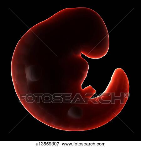 Three week old embryo, computer artwork. View Large Photo Image Stock Photo - Three week old embryo, computer artwork.. Fotosearch