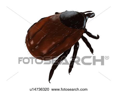 Stock Image - Tick (superfamily Ixodoidea), computer artwork.. Fotosearch
