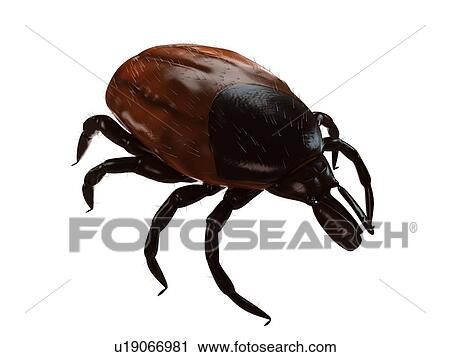 Stock Image - Tick (superfamily Ixodoidea), computer artwork.. Fotosearch