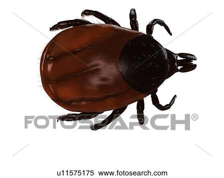 Tick (superfamily Ixodoidea), computer artwork. View Large Photo Image Stock Photography - Tick (superfamily Ixodoidea), computer artwork.. Fotosearch