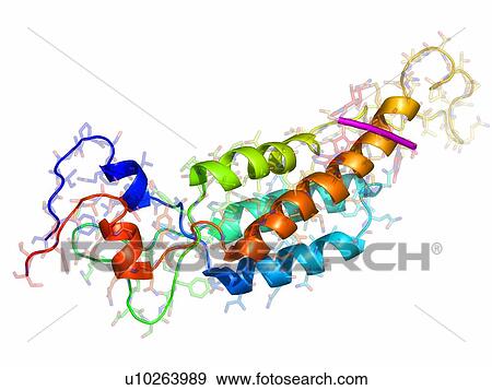 Stock Photo - Tobacco mosaic virus capsid protein, molecular model.. Fotosearch