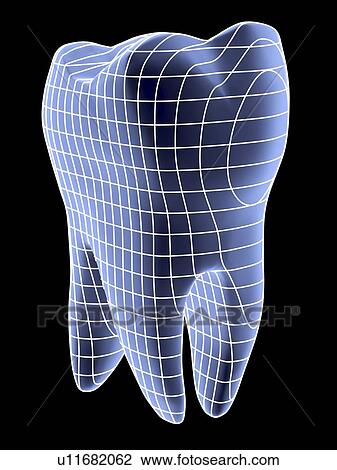 Tooth, computer artwork of a molar tooth rendered in wireframe graphics style. View Large Photo Image Stock Image - Tooth, computer artwork of a molar tooth rendered in wireframe graphics style.. Fotosearch