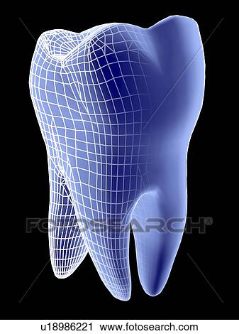 Stock Image - Tooth, computer artwork of a molar tooth rendered partly in wireframe graphics style.. Fotosearch