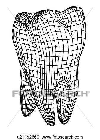 Stock Image - Tooth, computer artwork of a molar tooth rendered in wireframe graphics style.. Fotosearch