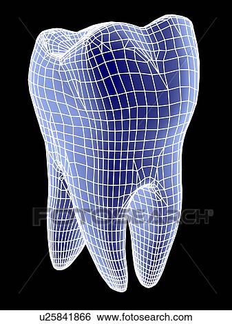 Stock Photograph - Tooth, computer artwork of a molar tooth rendered in wireframe graphics style.. Fotosearch