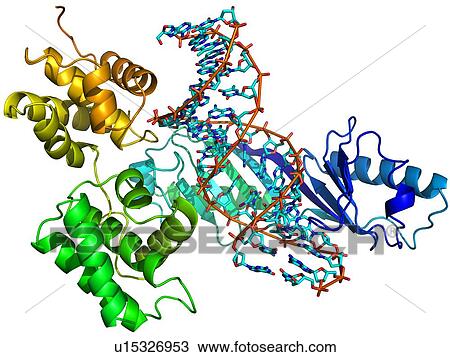 Stock Image - Transcription preinitiation complex. Molecular model of a TATA-box-binding protein (green and blue) complexed with the transcription factor IIB (yellow) and a DNA (deoxyribonucleic acid) molecule (double helix down centre).. Fotosearch