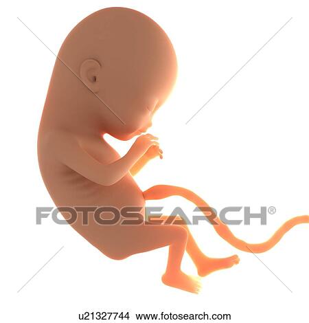 Picture - Two month old foetus, computer artwork.. Fotosearch