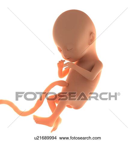 Two month old foetus, computer artwork. View Large Photo Image Picture - Two month old foetus, computer artwork.. Fotosearch