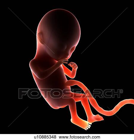 Stock Photo - Two month old foetus, computer artwork.. Fotosearch