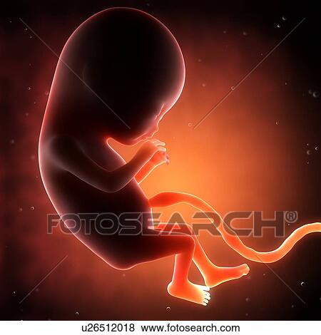 Stock Photo - Two month old foetus, computer artwork.. Fotosearch