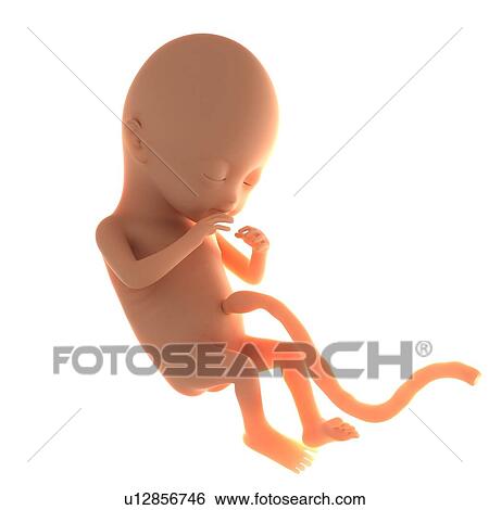Two month old foetus, computer artwork. View Large Photo Image Stock Photograph - Two month old foetus, computer artwork.. Fotosearch