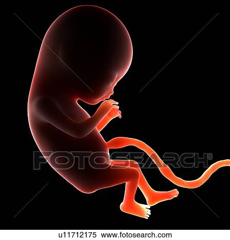 Two month old foetus, computer artwork. View Large Photo Image Stock Photography - Two month old foetus, computer artwork.. Fotosearch