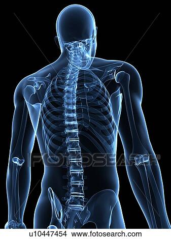 Picture - Upper body bones, computer artwork.. Fotosearch