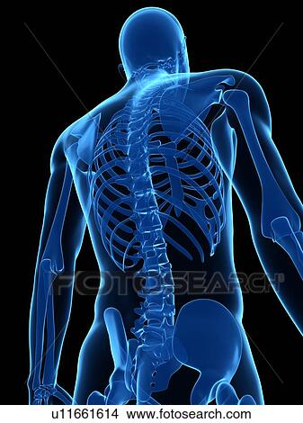 Picture - Upper body bones, computer artwork.. Fotosearch