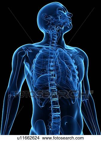 Picture - Upper body bones, computer artwork.. Fotosearch