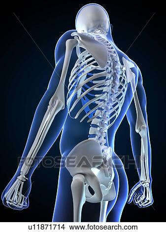 Upper body bones, computer artwork. View Large Photo Image Picture - Upper body bones, computer artwork.. Fotosearch