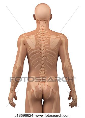 Picture - Upper body bones, computer artwork.. Fotosearch