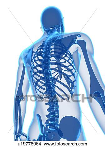 Upper body bones, computer artwork. View Large Photo Image Picture - Upper body bones, computer artwork.. Fotosearch