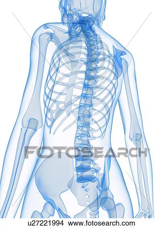 Picture - Upper body bones, computer artwork.. Fotosearch