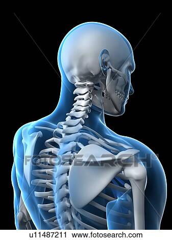 Stock Image - Upper body bones, computer artwork.. Fotosearch
