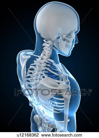 Stock Image - Upper body bones, computer artwork.. Fotosearch