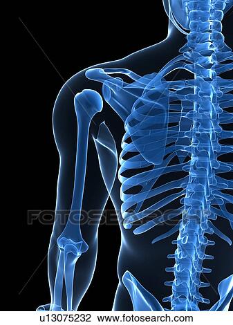 Stock Image - Upper body bones, computer artwork.. Fotosearch