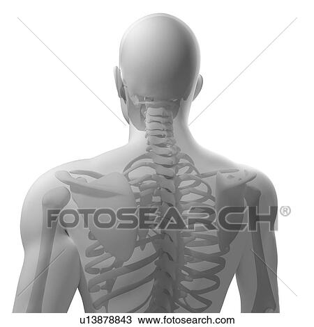 Stock Image - Upper body bones, computer artwork.. Fotosearch