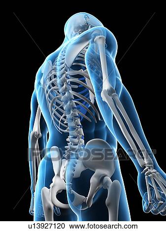 Stock Image - Upper body bones, computer artwork.. Fotosearch