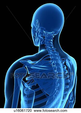 Stock Image - Upper body bones, computer artwork.. Fotosearch
