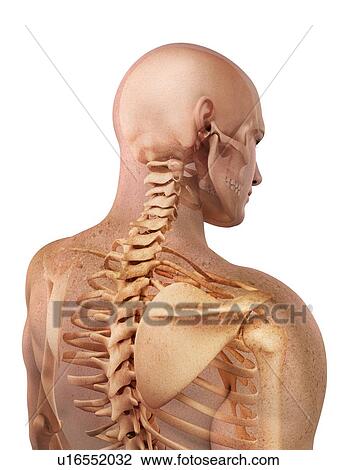 Stock Image - Upper body bones, computer artwork.. Fotosearch