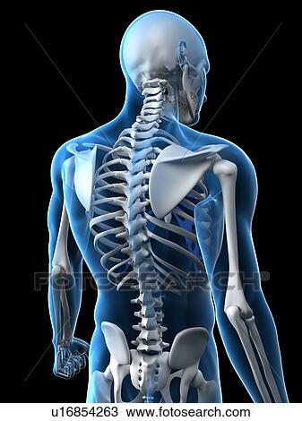 Stock Image - Upper body bones, computer artwork.. Fotosearch